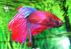 beautiful fish